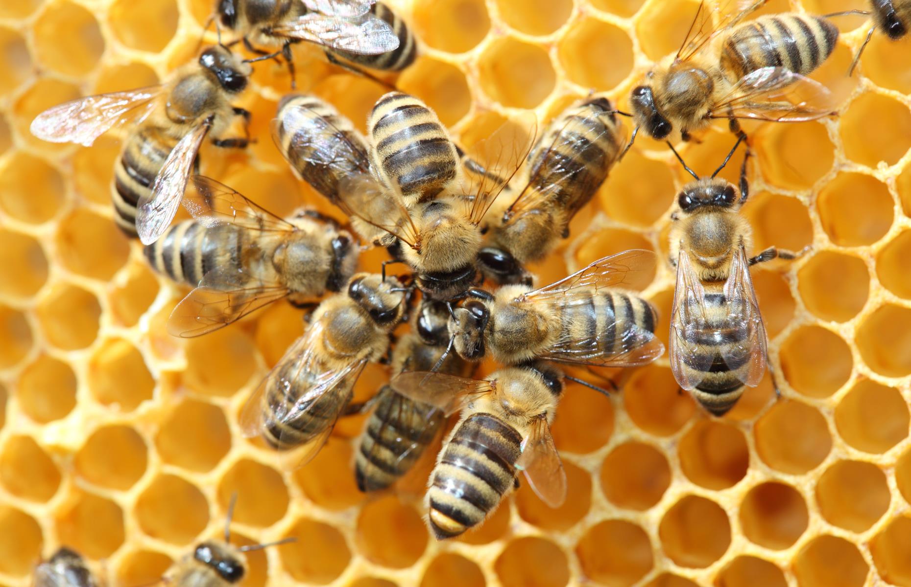 Wie Bienen Honig machen, ist ein Wunder